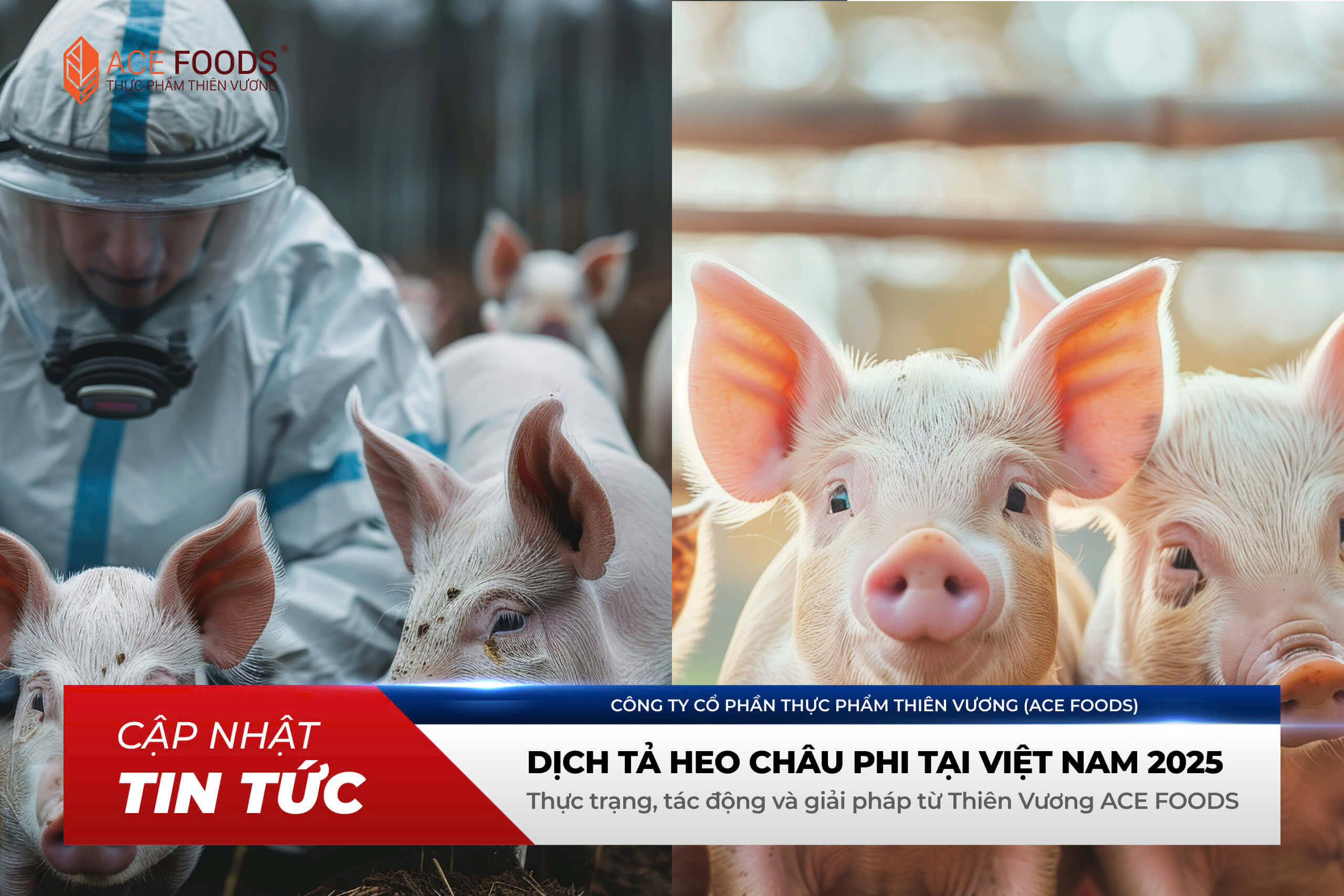 Dịch tả heo châu Phi tại Việt Nam 2025: Thực trạng, tác động và giải pháp từ Thiên Vương ACE FOODS