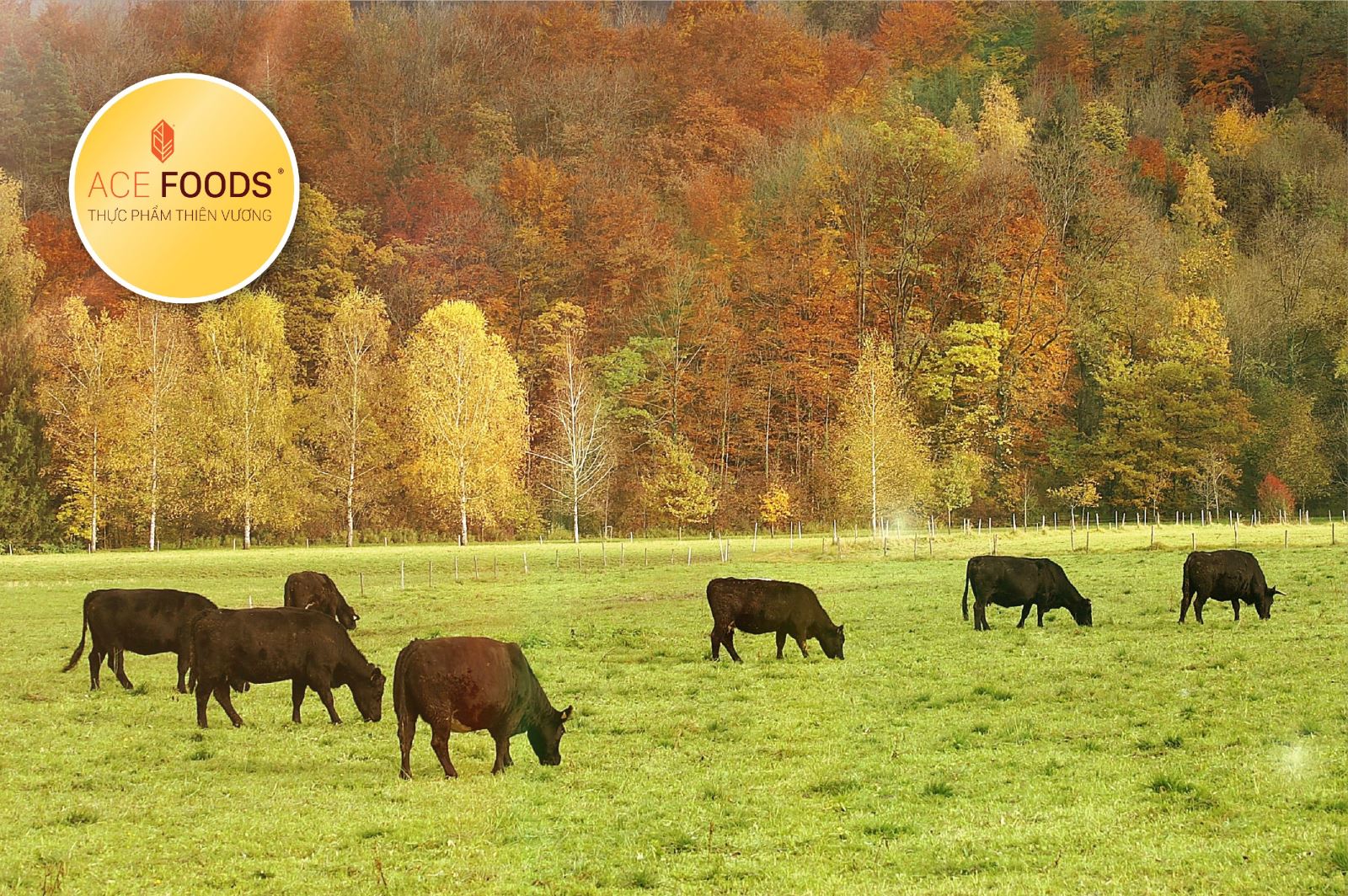 Đàn bò Angus được chăn thả tự nhiên trên đồng cỏ tại Hoa Kỳ